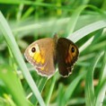 /album/okac-jecminkovy/a2015-05-29-10-jpg/